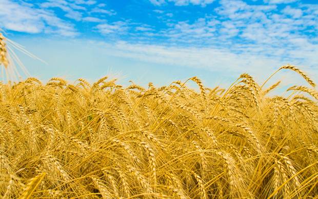 Buğday Yağı Neye İyi Gelir?