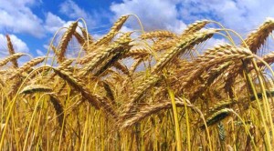 Buğday Yağının Faydaları Nelerdir?