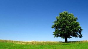 Rüyada Yeşil Ağaç Ne Anlama Gelir?